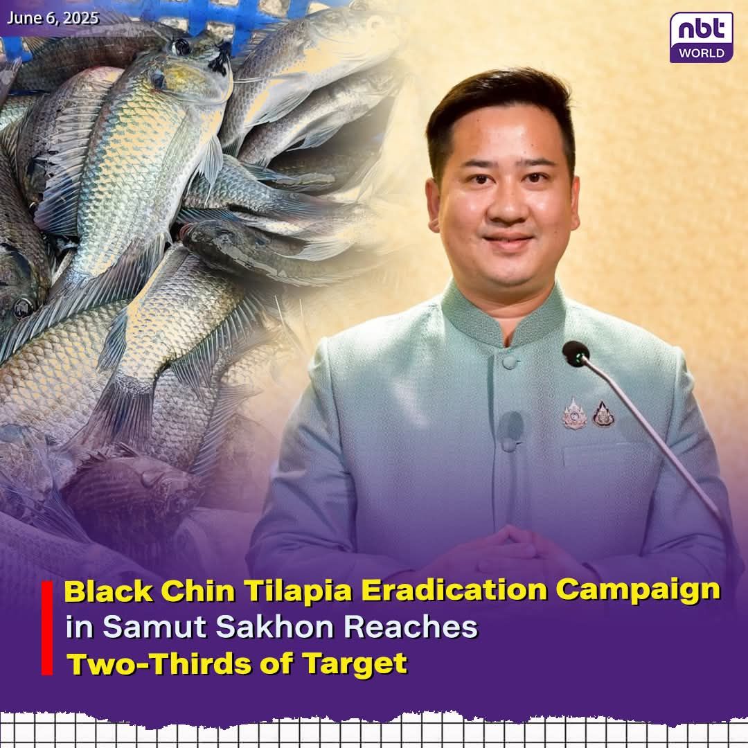 Stay - SAMUT SAKHON - Thailand’s plan to eradicate black chin tilapia ...