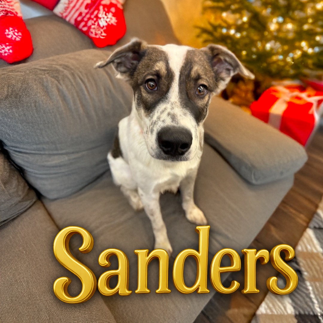 🎄 Meet Sanders —... - City of Great Falls Animal Shelter | Facebook