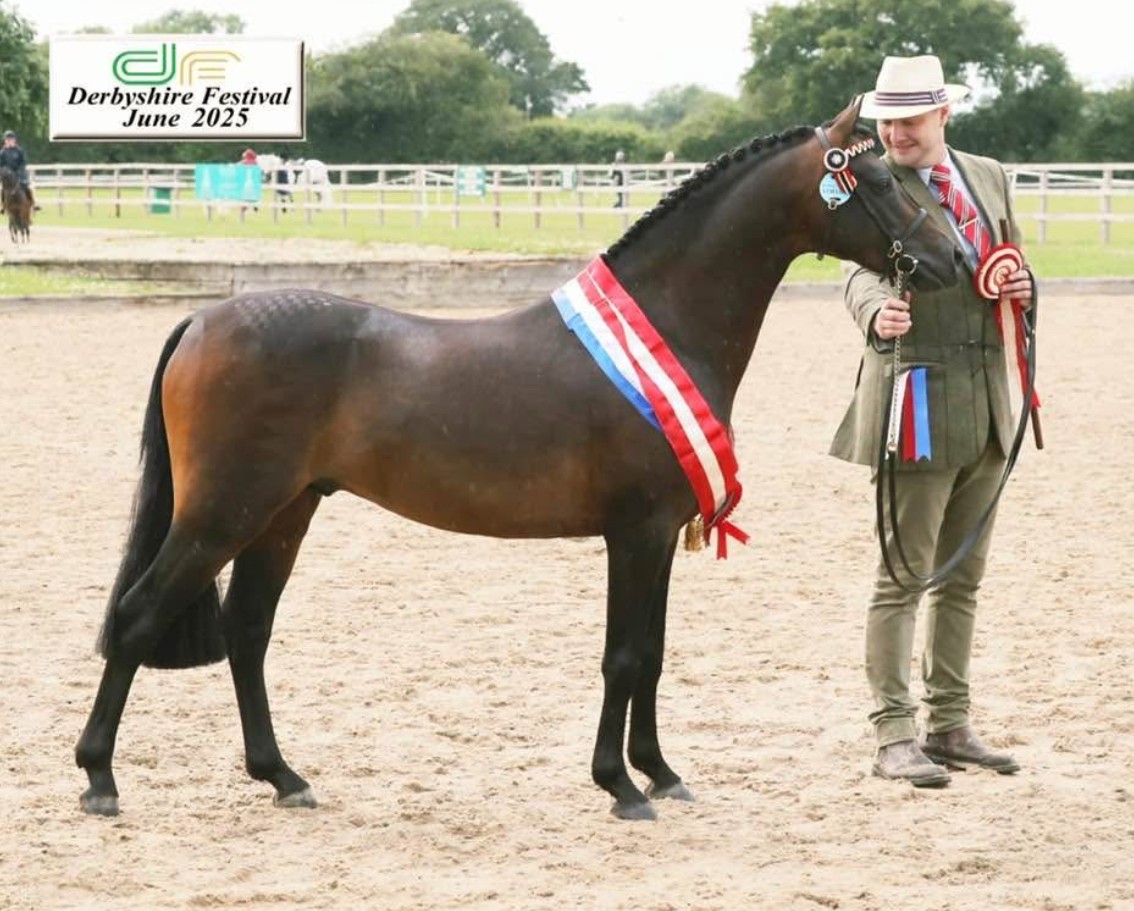 🐴The British Riding Pony 🐴 With... - National Pony Society | Facebook