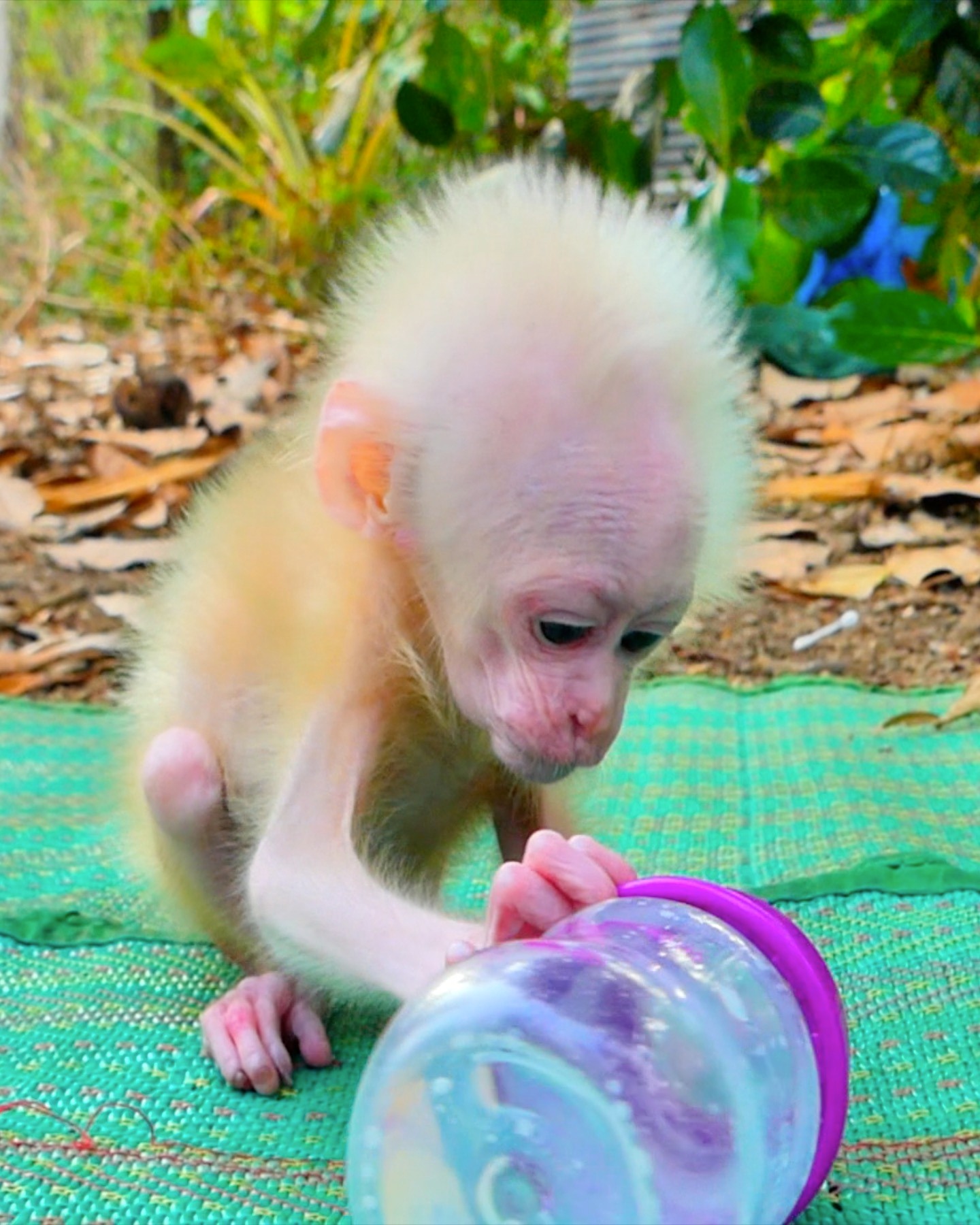 Monkey - A Daily Life Full of Firsts – Baby Lucy’s Rescue and Healing ...