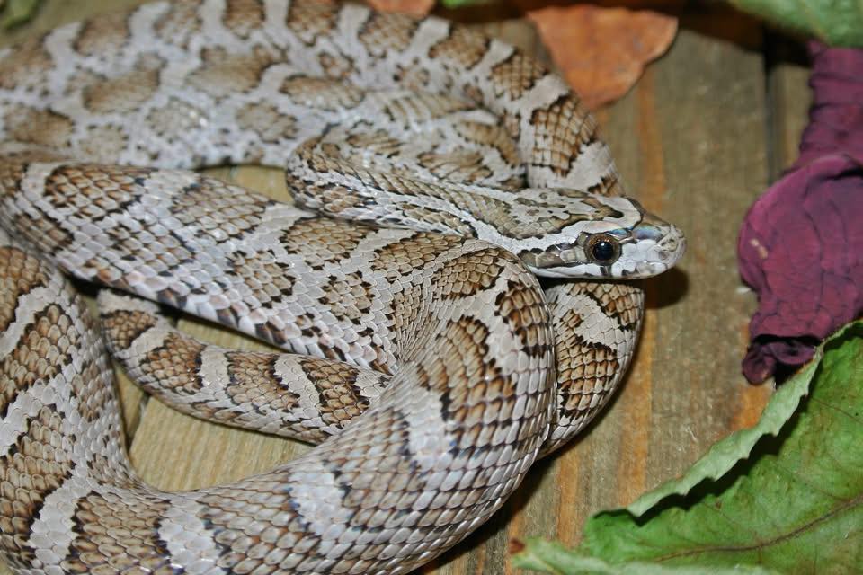 Reptiles - The Pinstripe Ball Python is one good looking snake! http ...