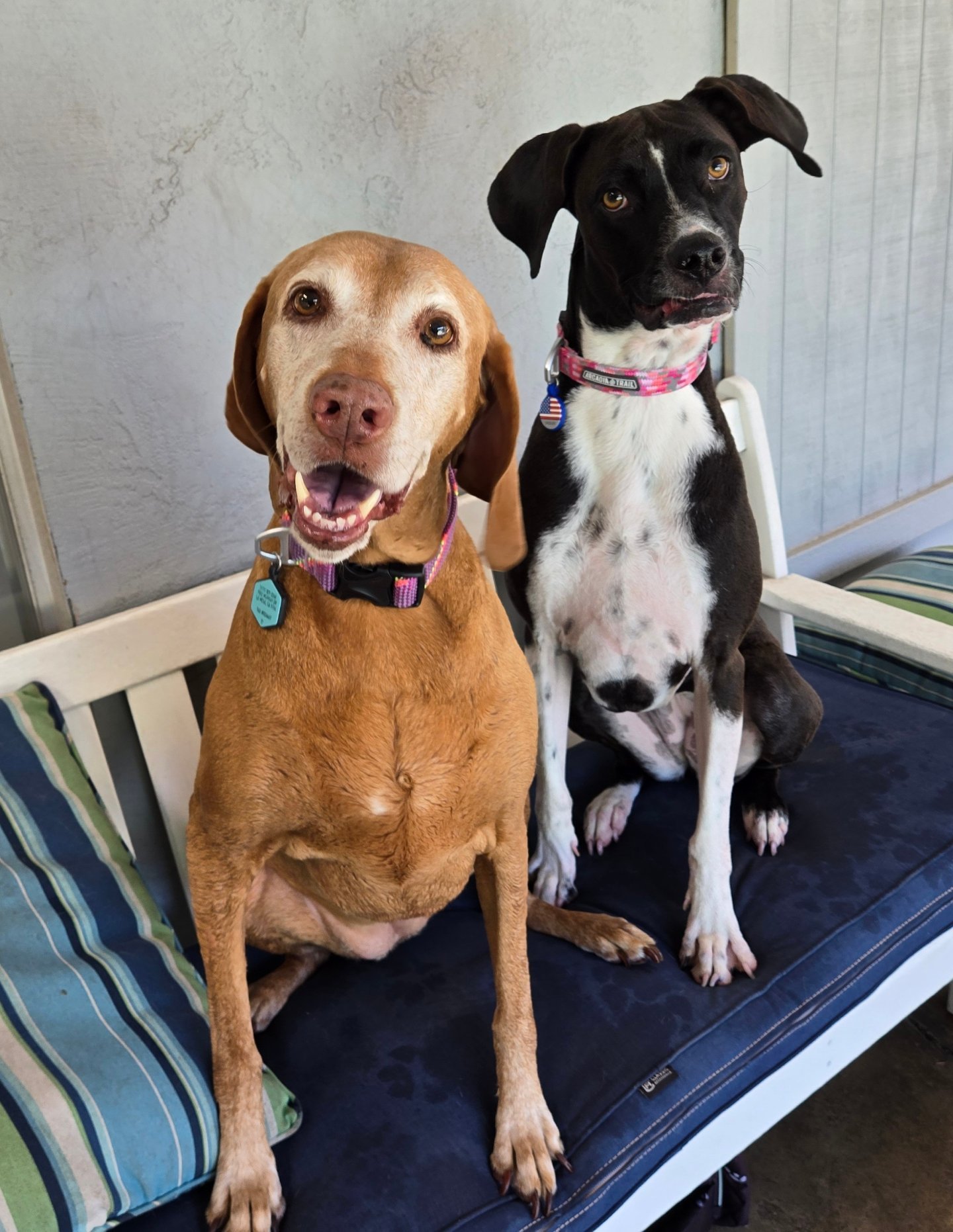 Spring Creek Kennel &... - Spring Creek Kennel & Cattery