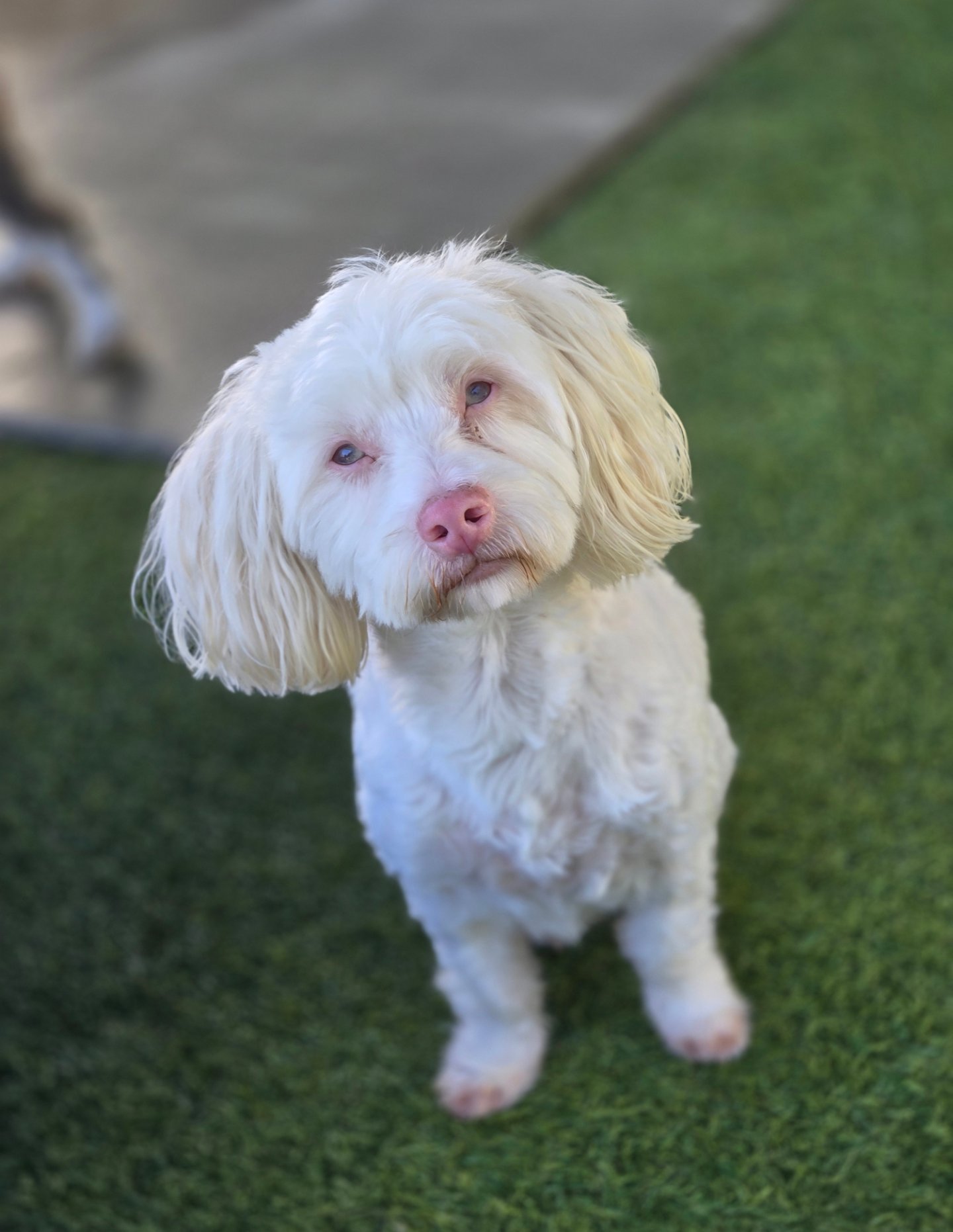 Spring Creek Kennel &... - Spring Creek Kennel & Cattery