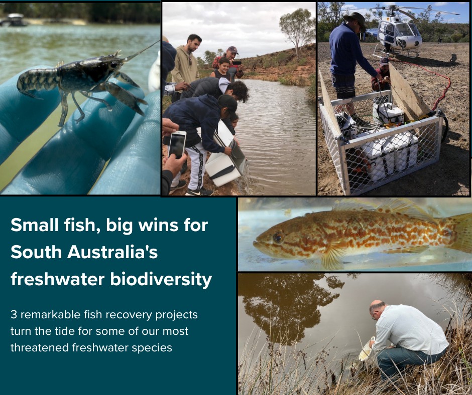 Landscapes - 🐟There are three remarkable fish recovery projects across ...
