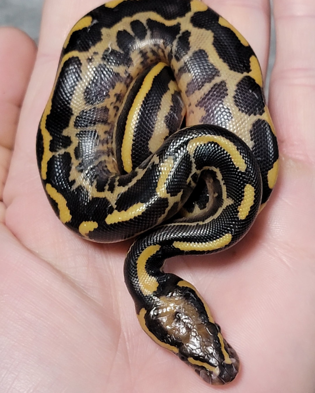 Hershey Exotics - It will never get old, hatching these...