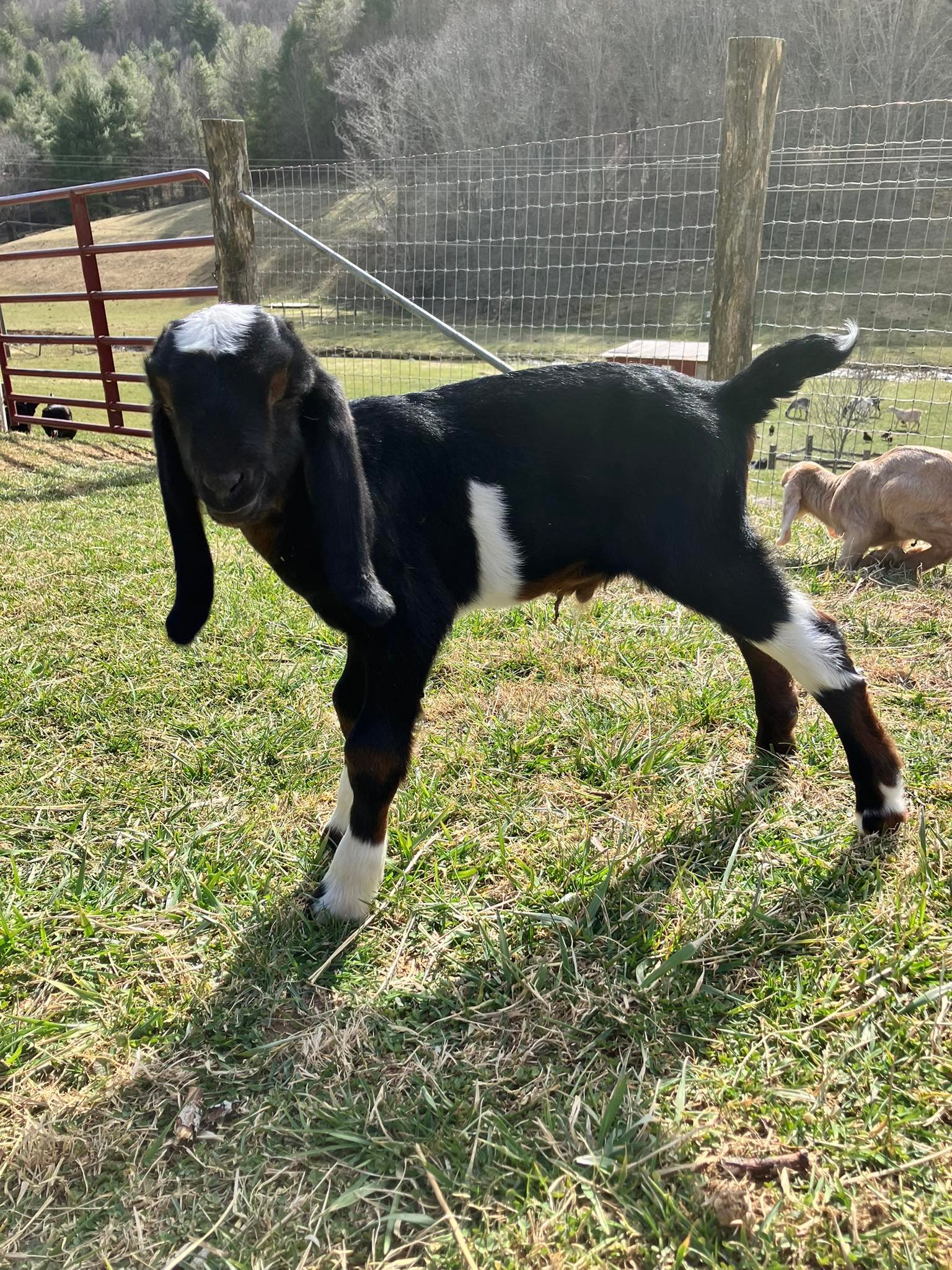 Hen's Tooth Acres Farm | Vilas NC