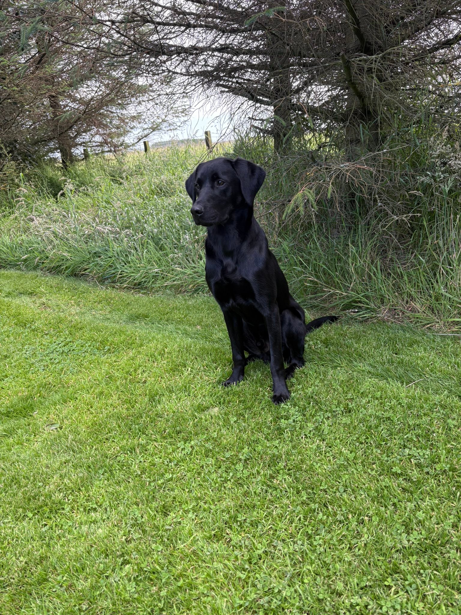 Labrador Retriever... - Labrador Retriever Rescue Scotland