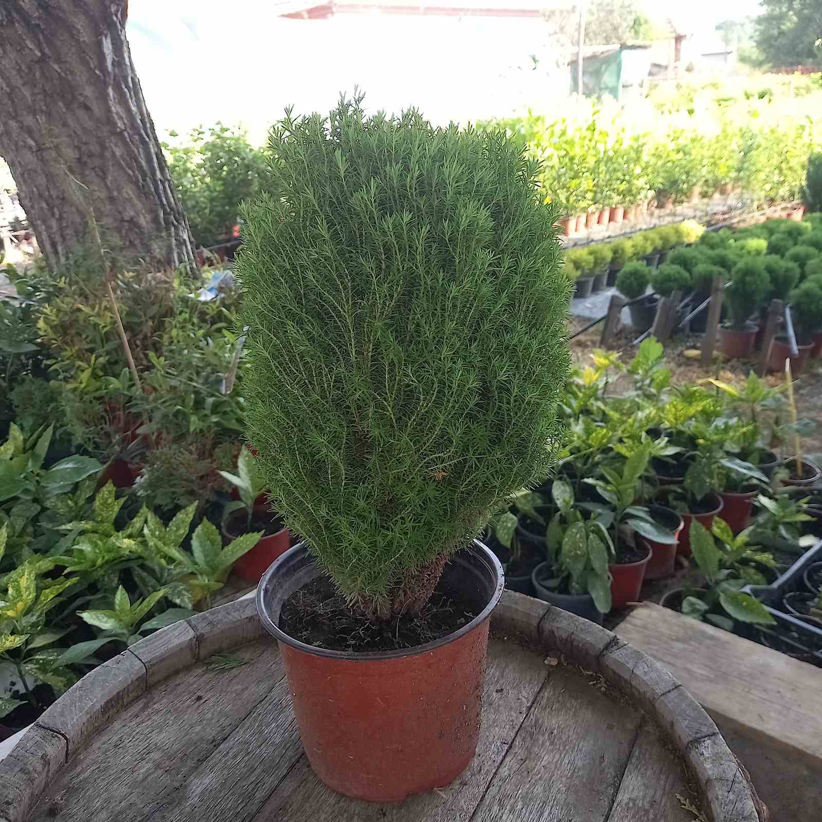 Rasadnik Agro-Jug added a new photo —... - Rasadnik Agro-Jug