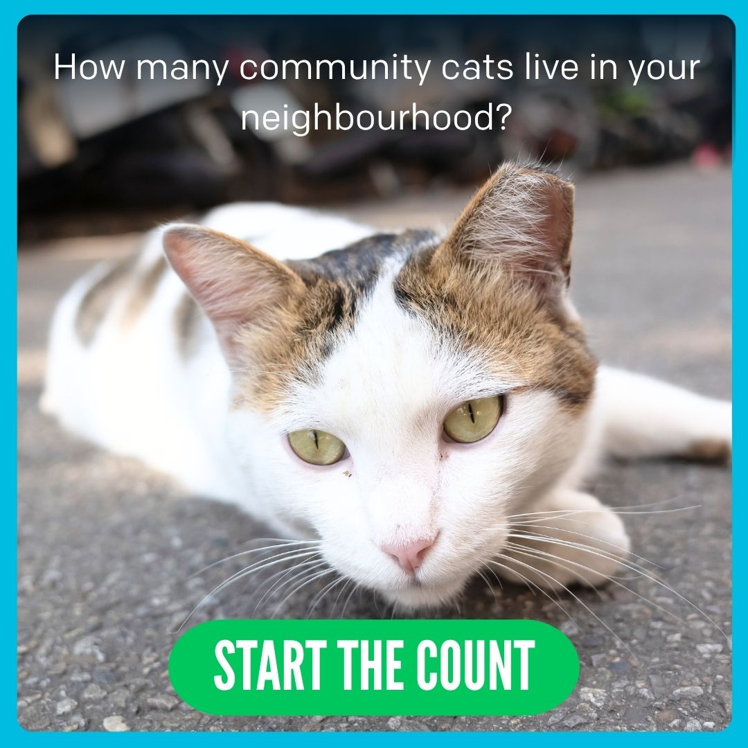 Hamilton/Burlington - 🐱Snip, Snap, Share! How Many TNVR’d Cats Can You ...