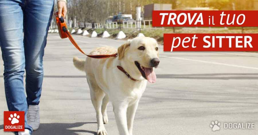 dog-sitter-frosinone-frosinone