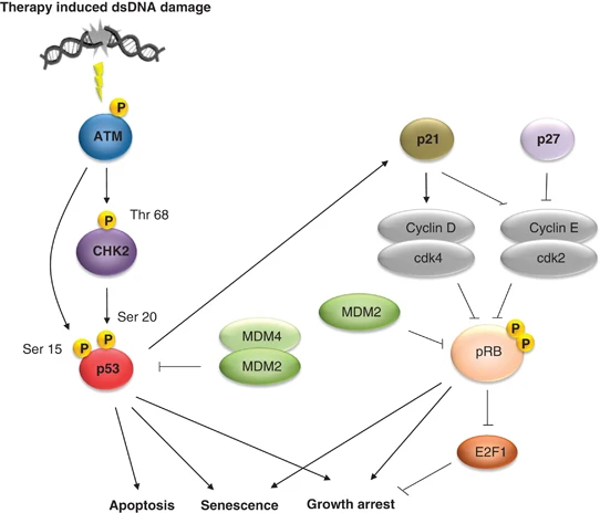 Cancer - Interplay Between p53 and RB Pathways in DNA Damage Response👇 ...