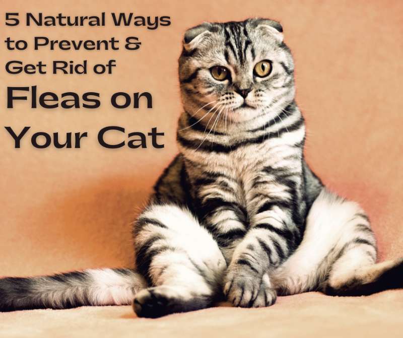 Practical - Pest-Proofing Your Kitty: 5 Natural Methods to Keep Fleas ...
