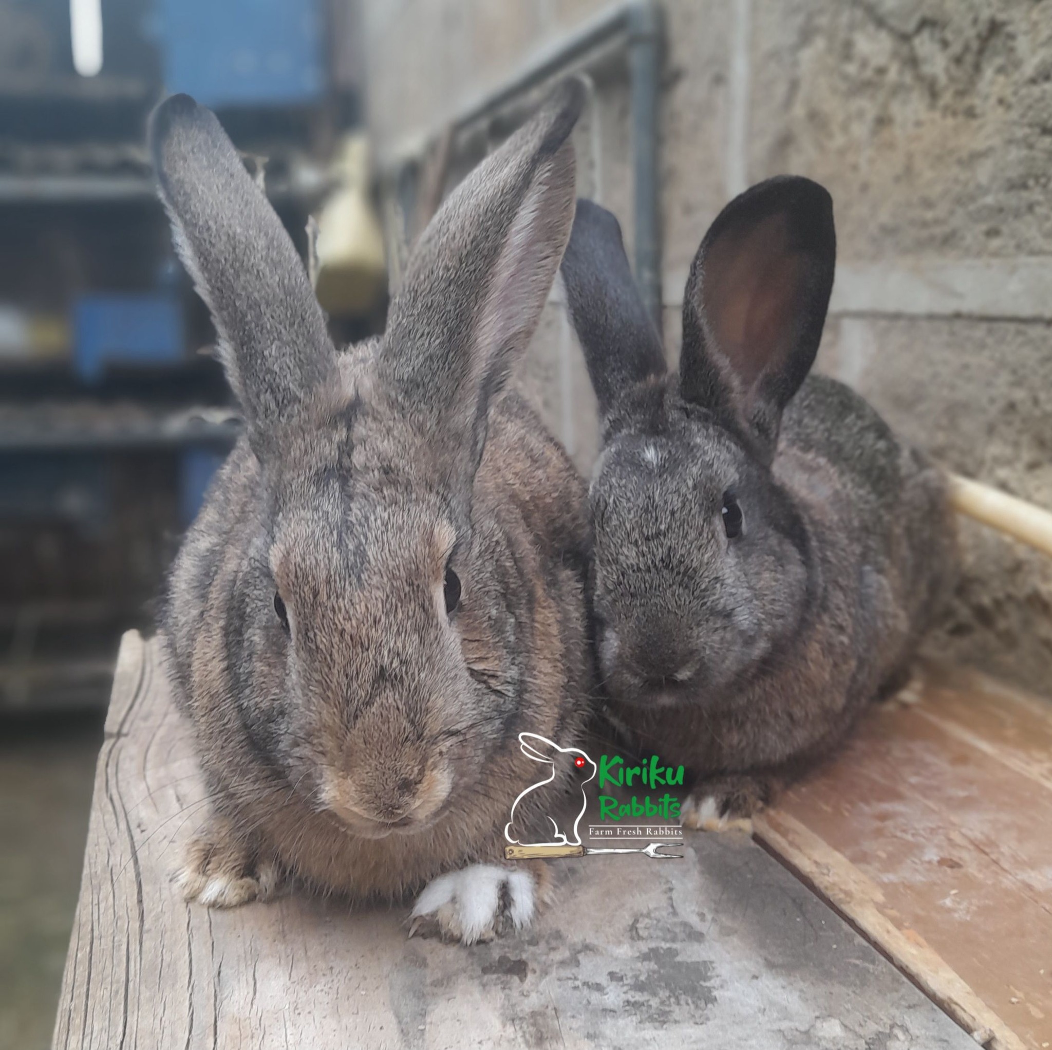 Kiriku Rabbits | Nairobi