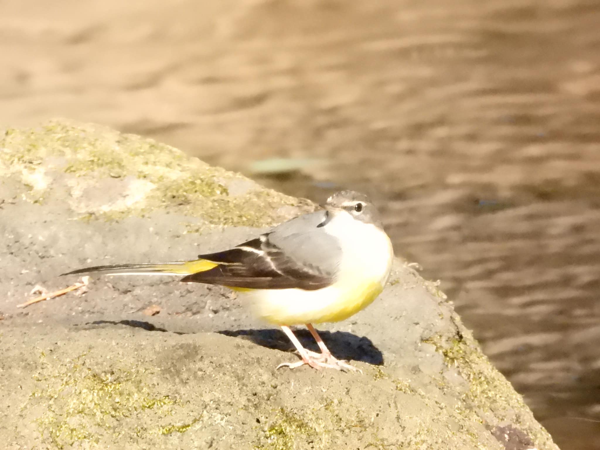 今朝の探鳥の成果 2025.2.7 西多摩 ビンズイ キセキレイ、幸運を運ぶ鳥