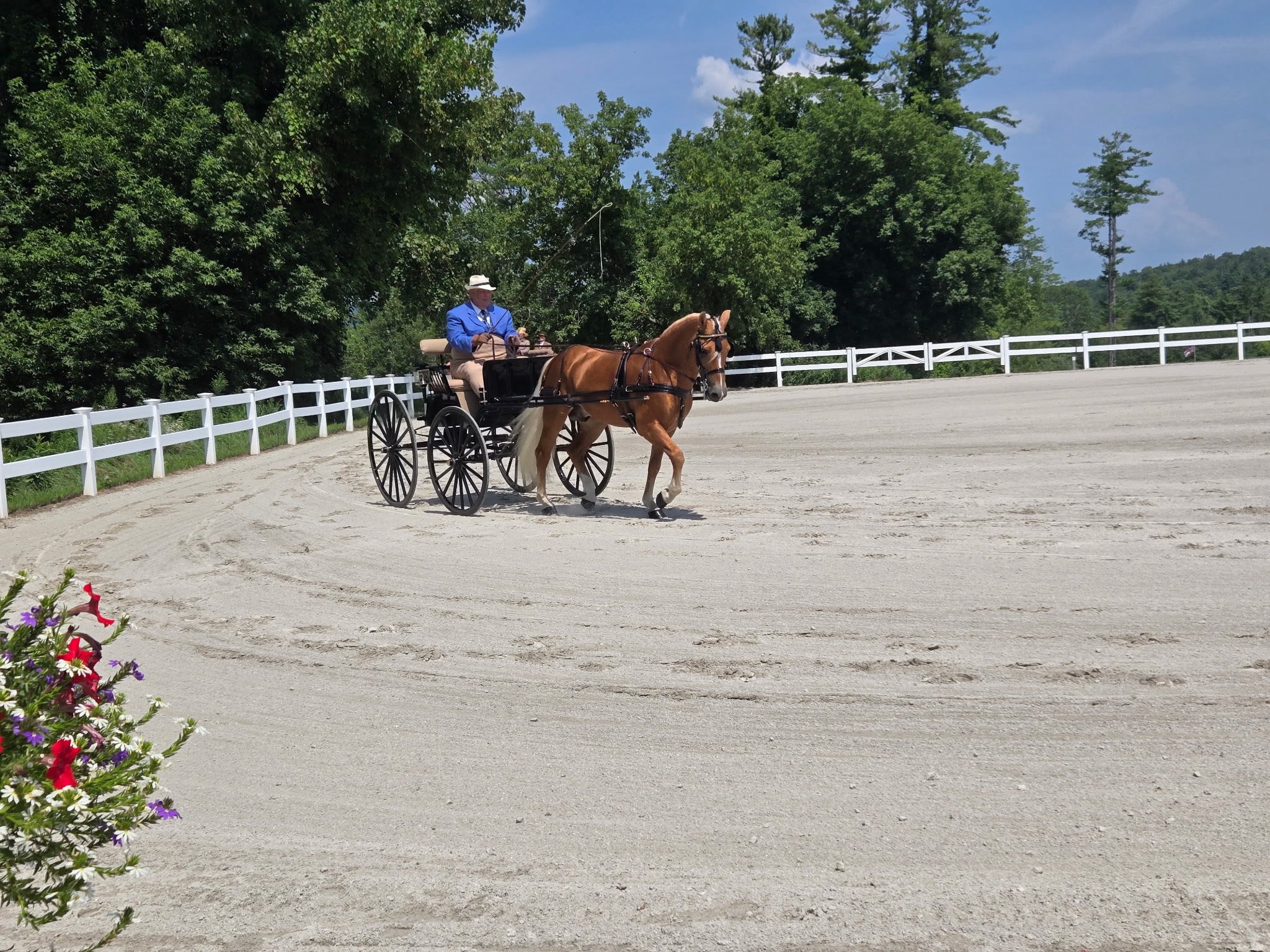The carriage... - Colonial Carriage and Driving Society | Facebook