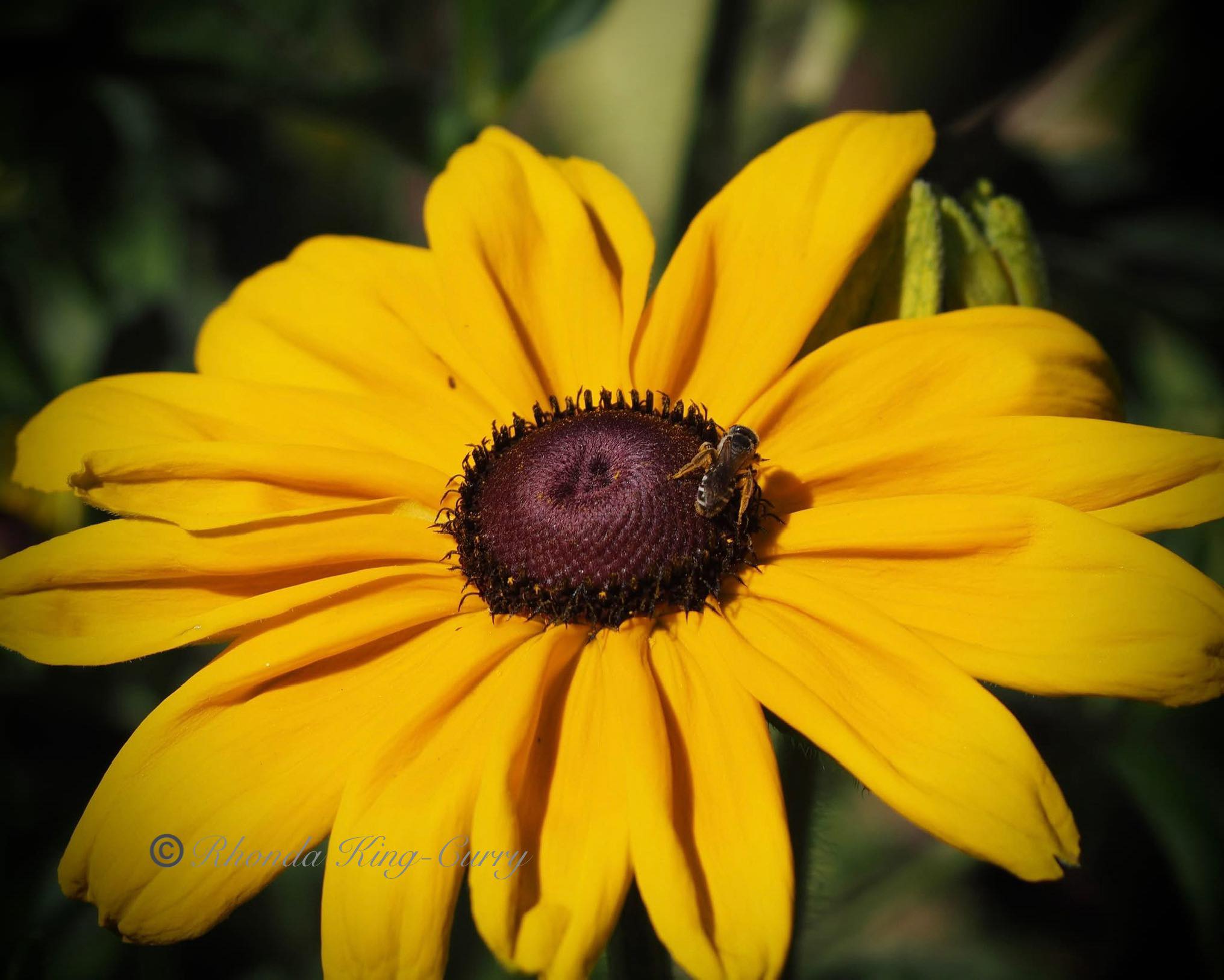 UC - Bloom Alert: Rudbeckia The Black-eyed Susan is also known as ...