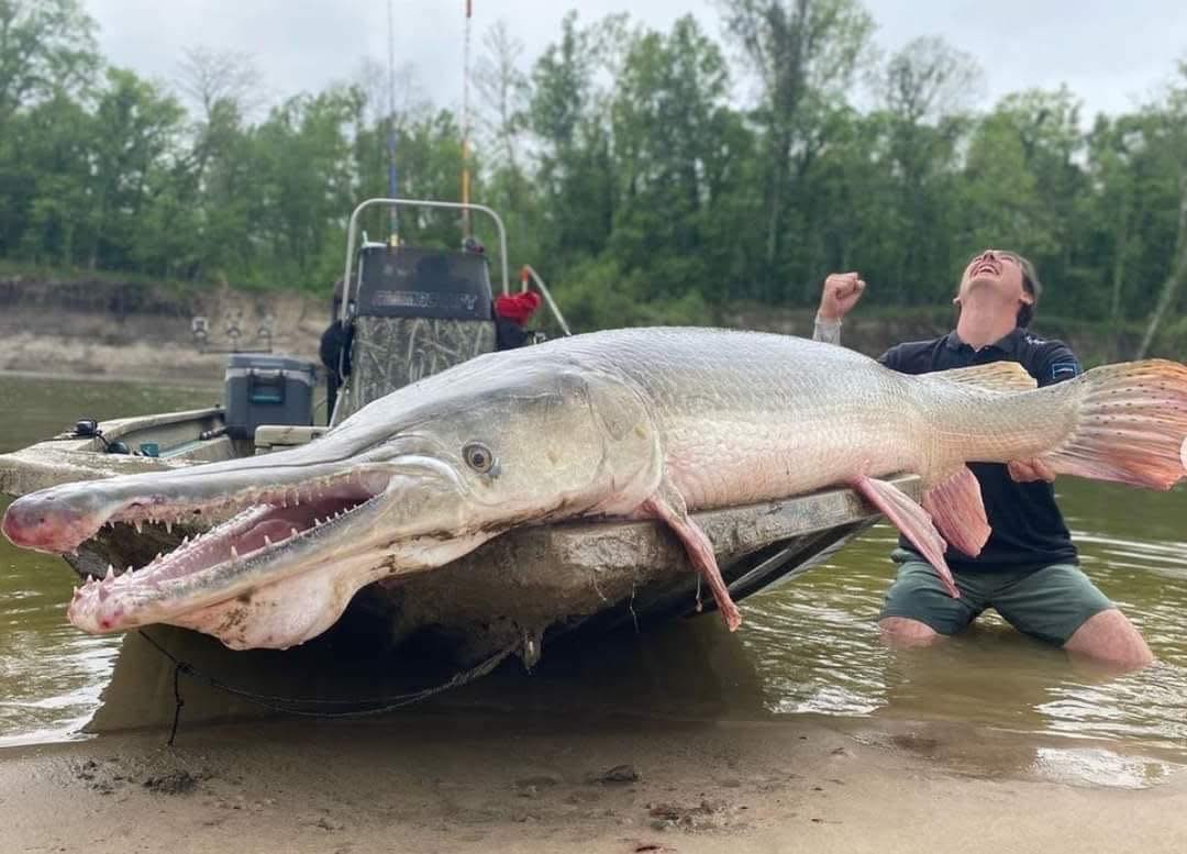 MAD - Man what a fish!! This Giant Alligator Gar was no match for the ...