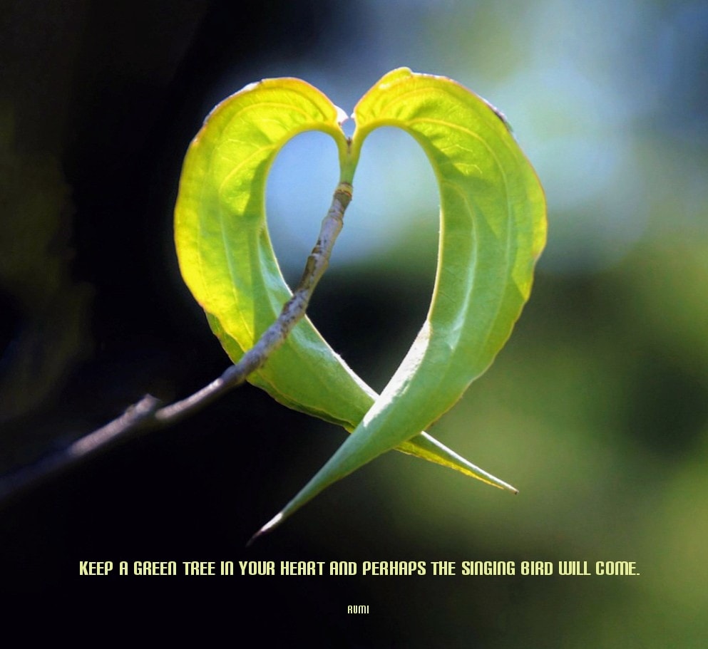 Rumi - 