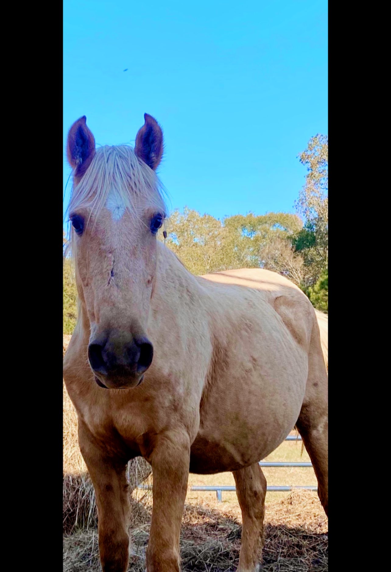 Rocking R Ranch and... - Rocking R Ranch and Rescue, Inc.