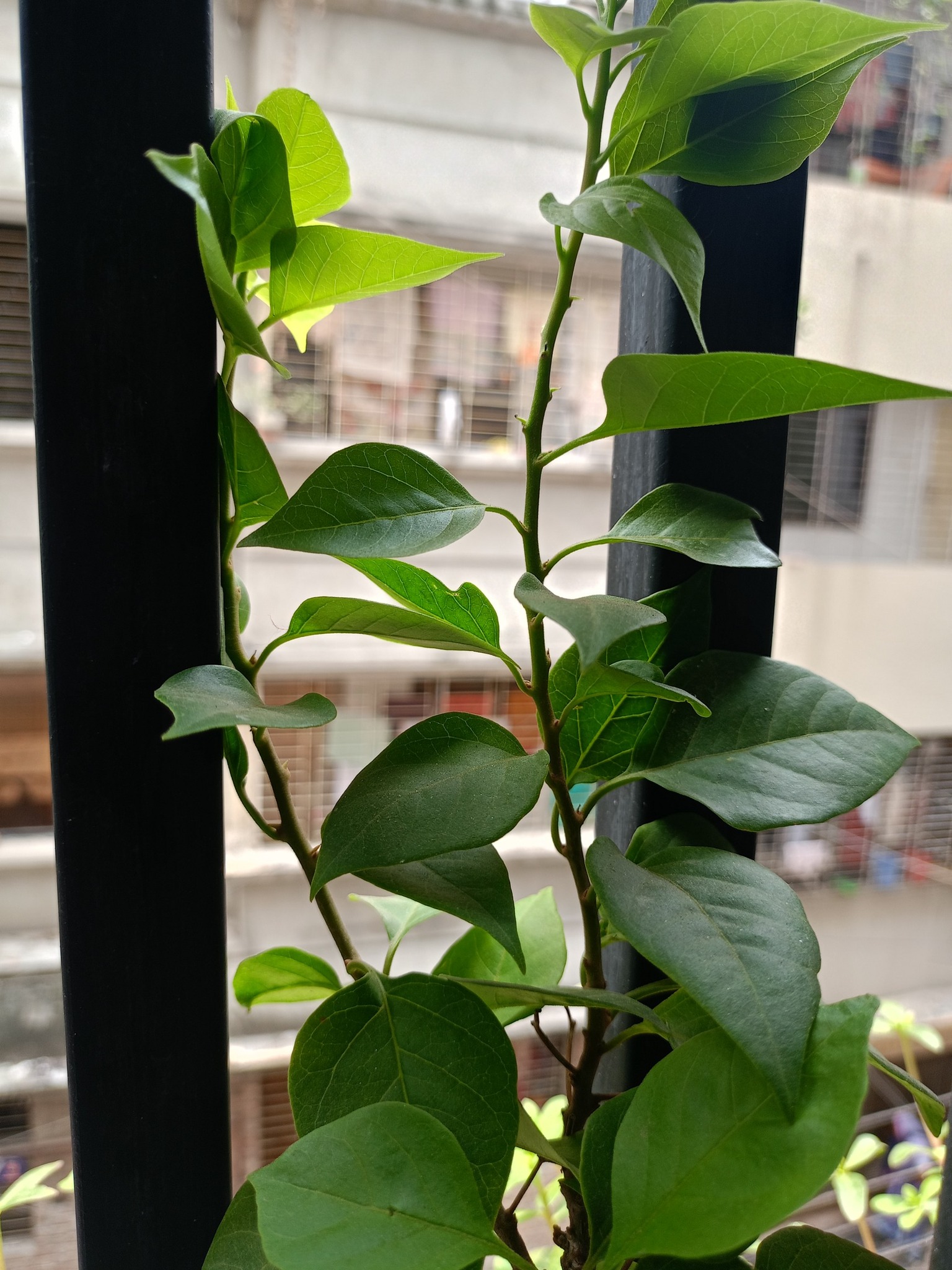 Masala Bari - মসলা বাড়ি | Dhaka