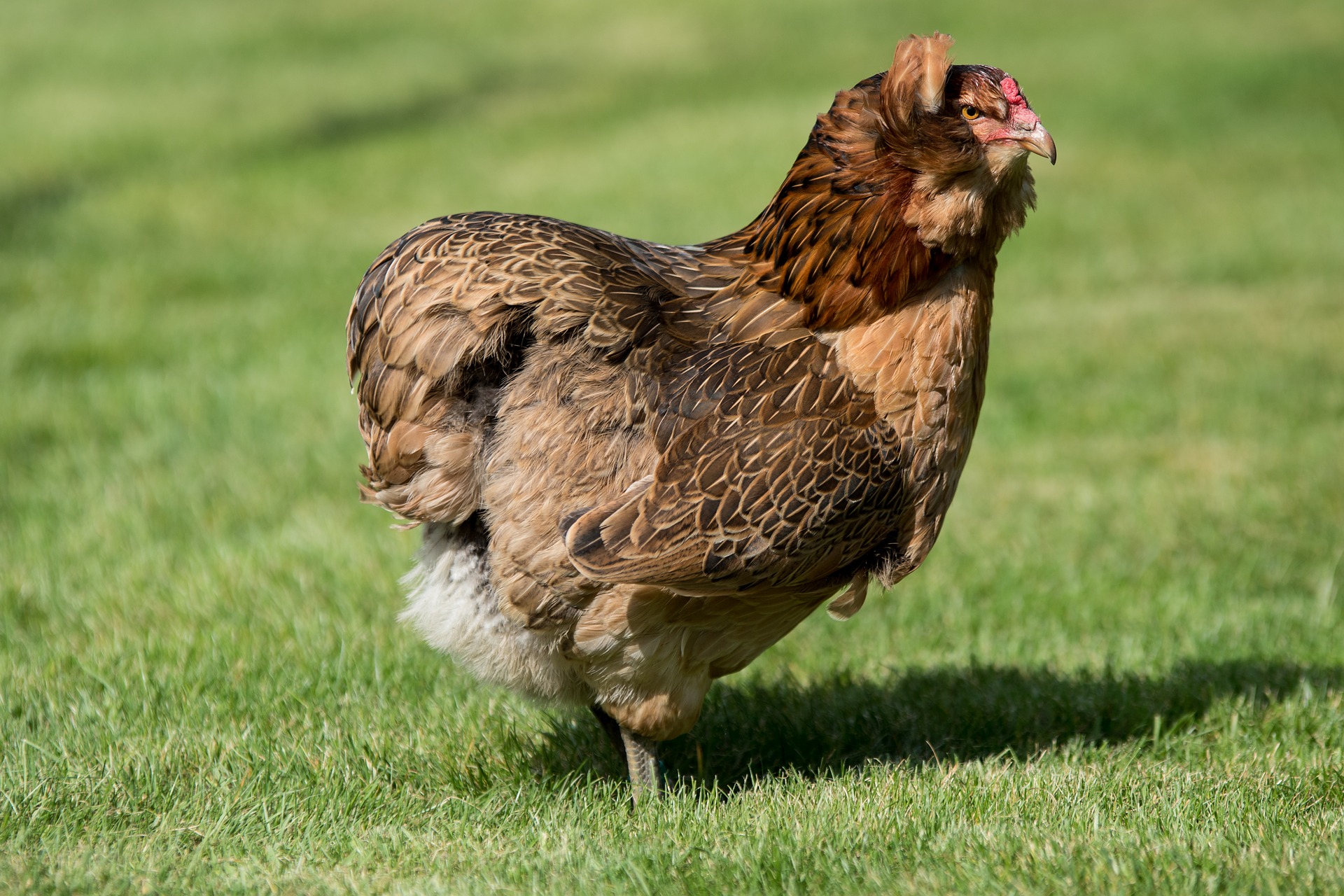Gallina ponedora con plumaje variado y colorido
