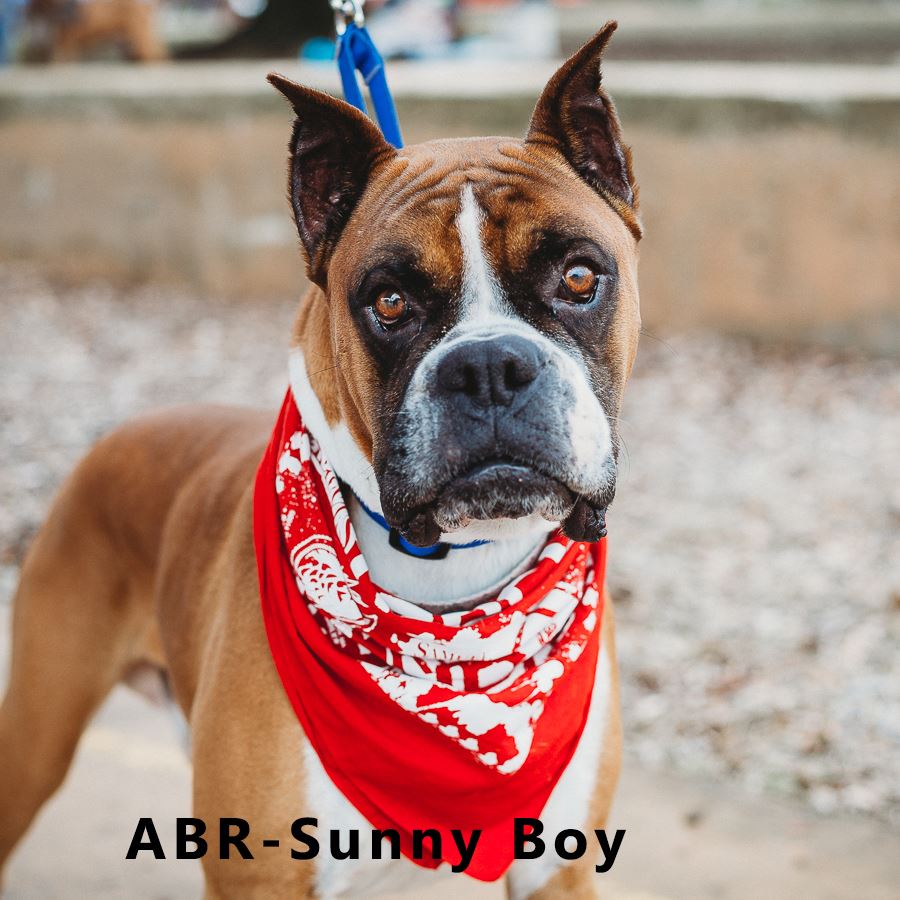 Austin Boxer Rescue | Austin TX
