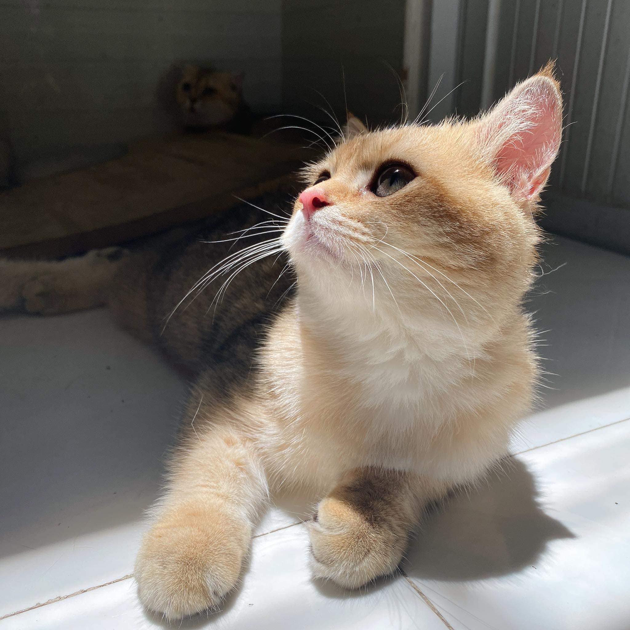 Venus House Cattery - Trại Mèo Sài Gòn, Vũng Tàu | Ho Chi Minh City