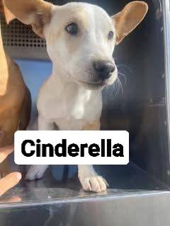 Corgi rescue in Indiana or nearby states?