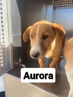 Corgi rescue in Indiana or nearby states?
