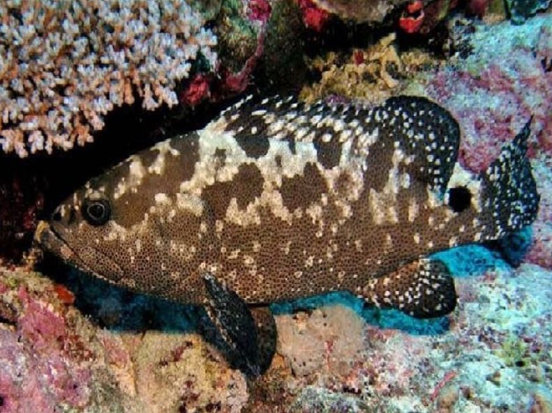 Butik Anugerah - Ikan kerapu batik ini hidup di kawasan...