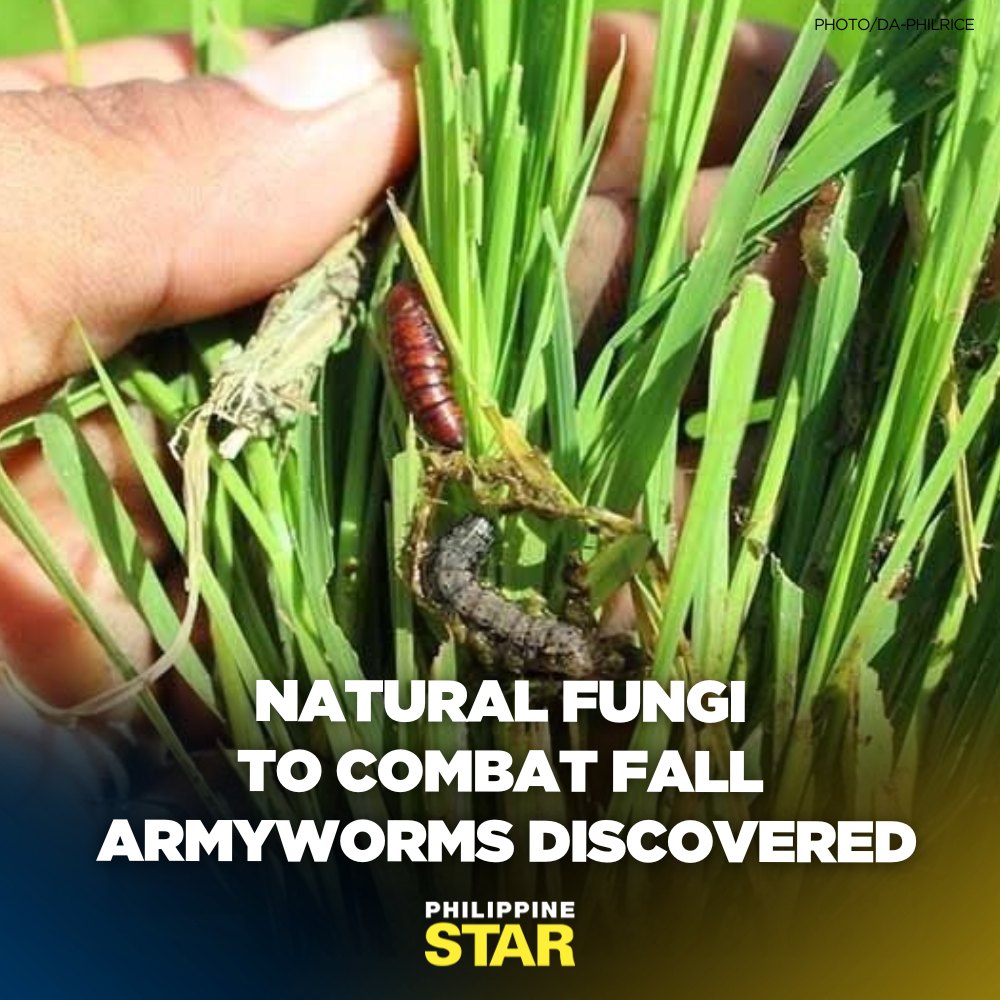 Philippine Star - The Philippine Rice Research Institute... | Facebook