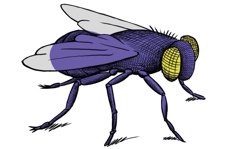 Colgate - See hairs on the leg of a fly, spores on a fern, and ...