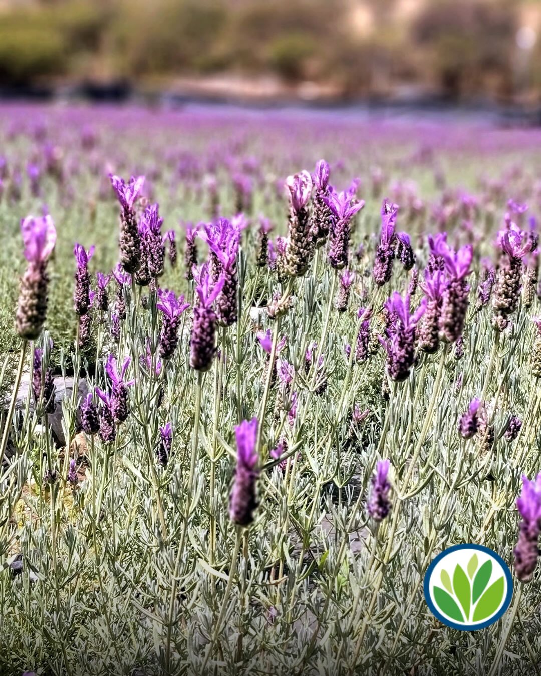Vivero Multiplant - En ocasiones, los cambios son grandes y modifican ...