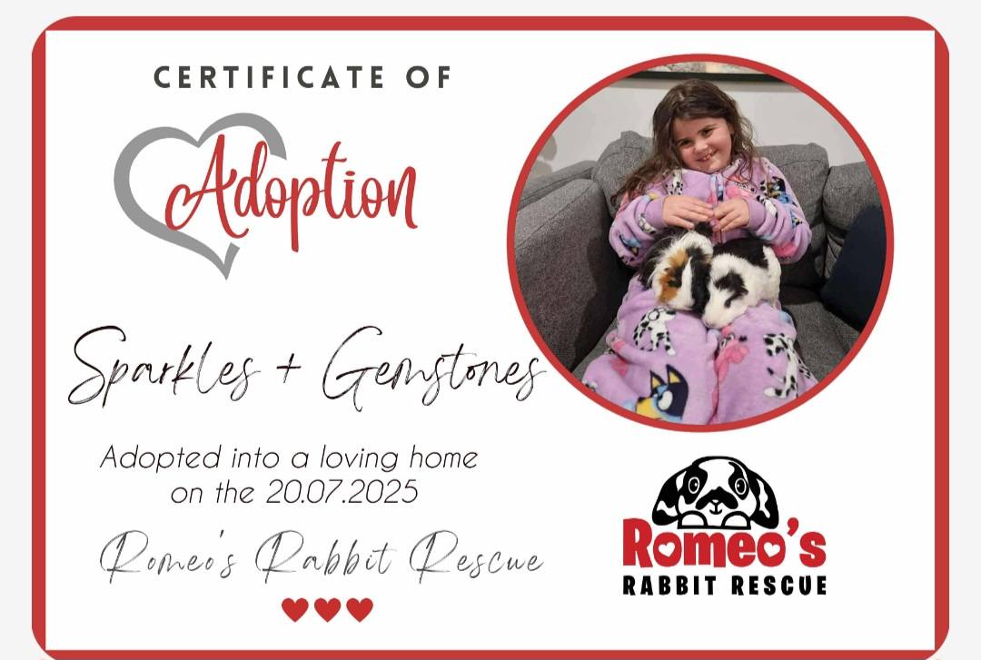 Romeo's Rabbit Rescue