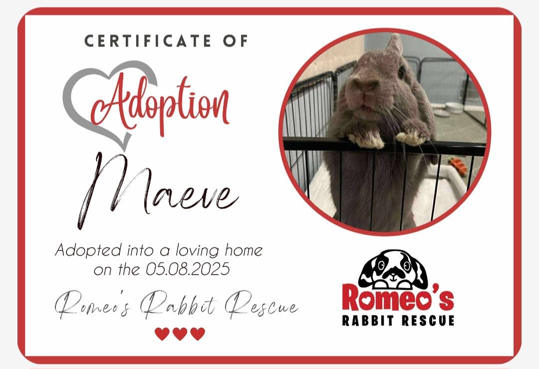 Romeo's Rabbit Rescue