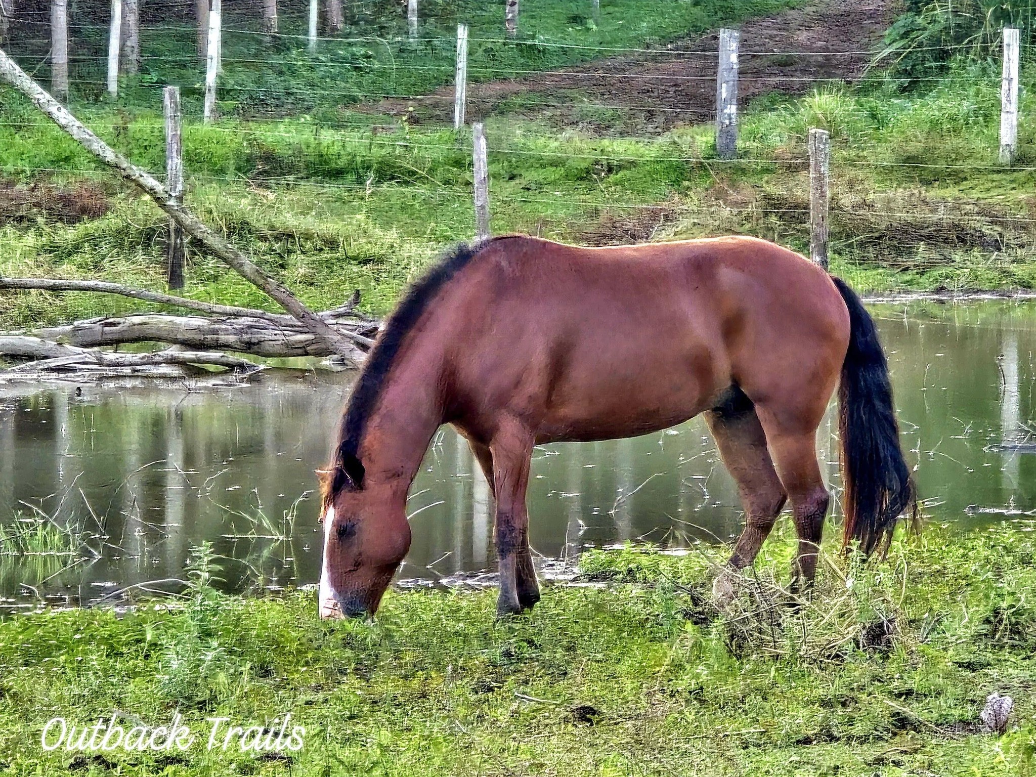Outback - Meet Charlie - he isn’t just a horse - he’s a lifestyle ...