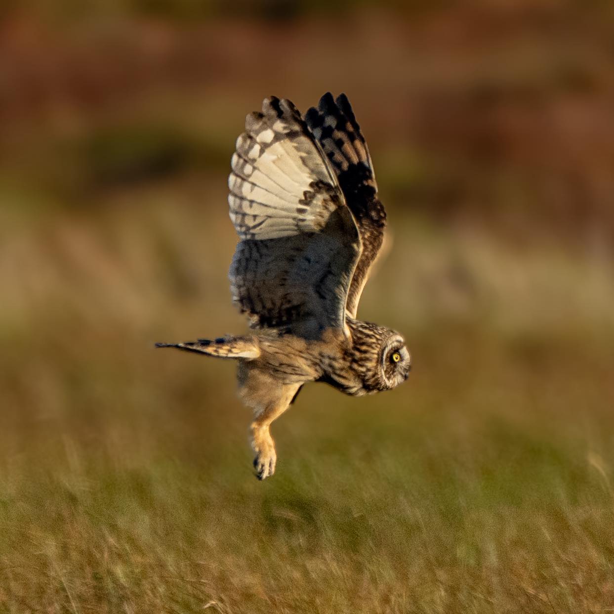 Short Eared Owls #owls #shortearedowl #rspb #wildlife | Wildlife ...