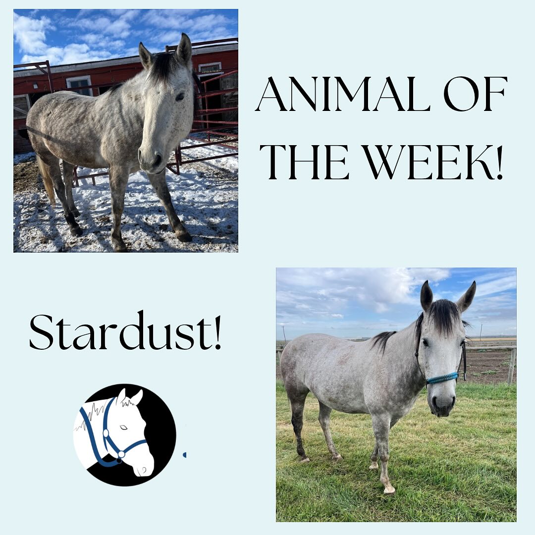 Blue Rein Ranch Counselling & Animal Assisted Therapy | Fort Macleod AB