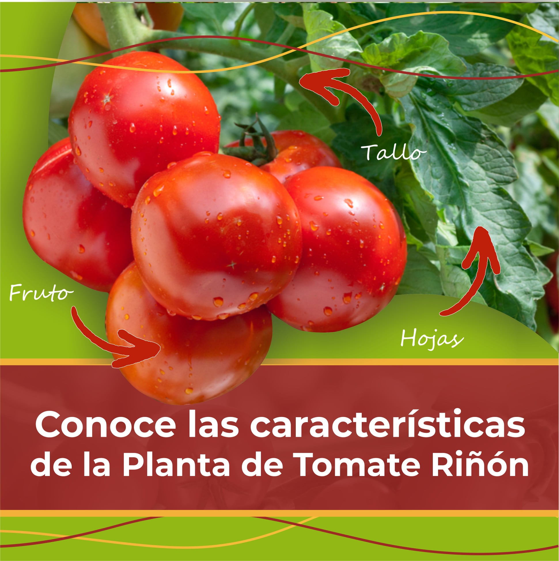 Megaplantec - Conoce la Planta de tomate Riñón⁣⁣ 🍅🍅🌱⁣ ⁣⁣⁣ 🌱Tallo: El ...