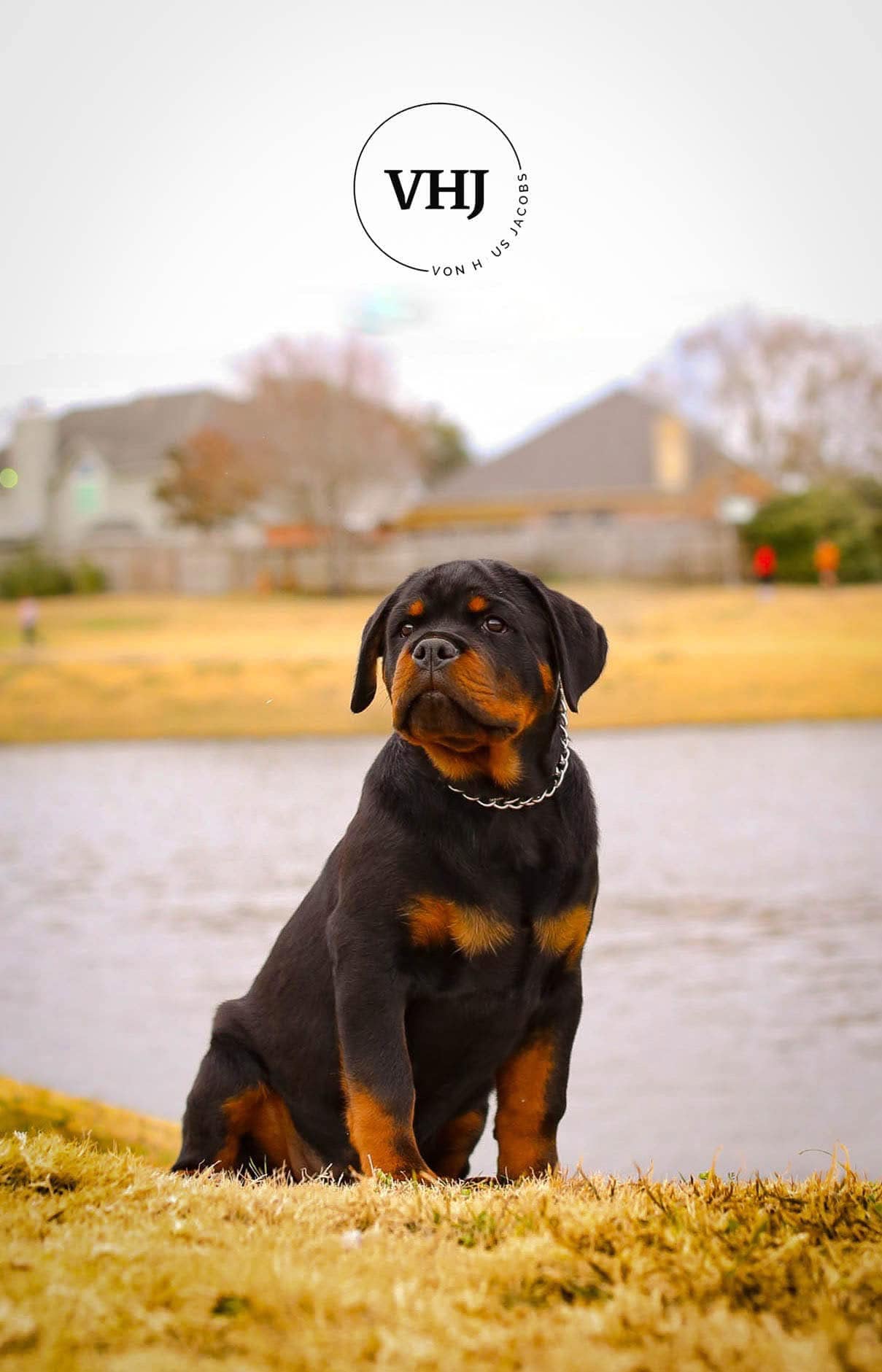 Von Haus Jacobs Rottweiler Kennel | Fresno TX
