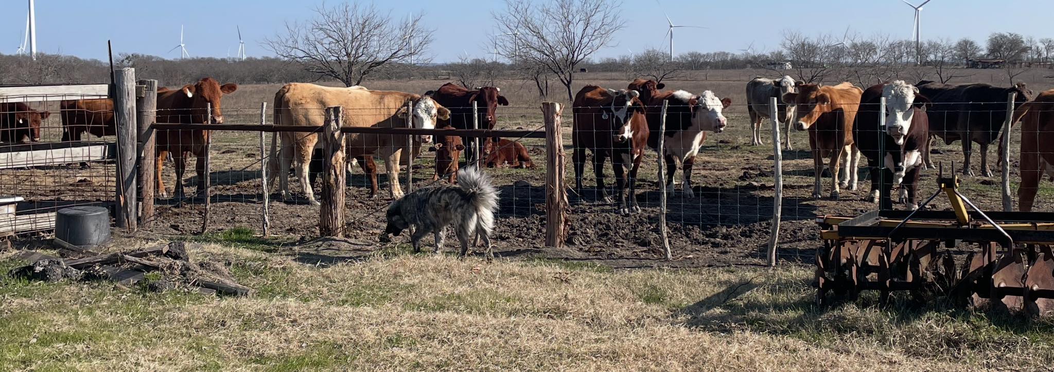 Triple T Ranch, Prairie Hill, TX