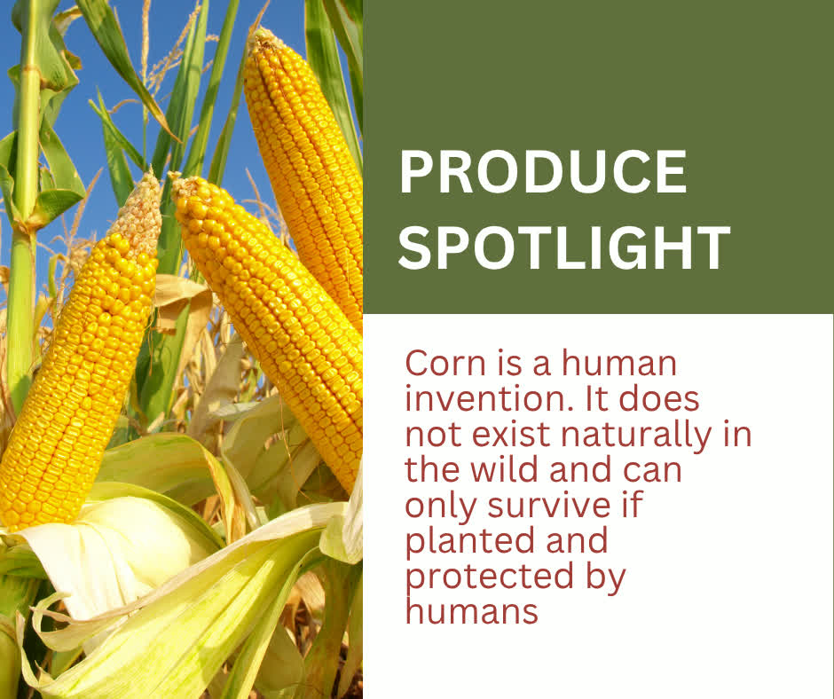 Corn is truly a human-made marvel,... - Fresh-Link Produce | Facebook