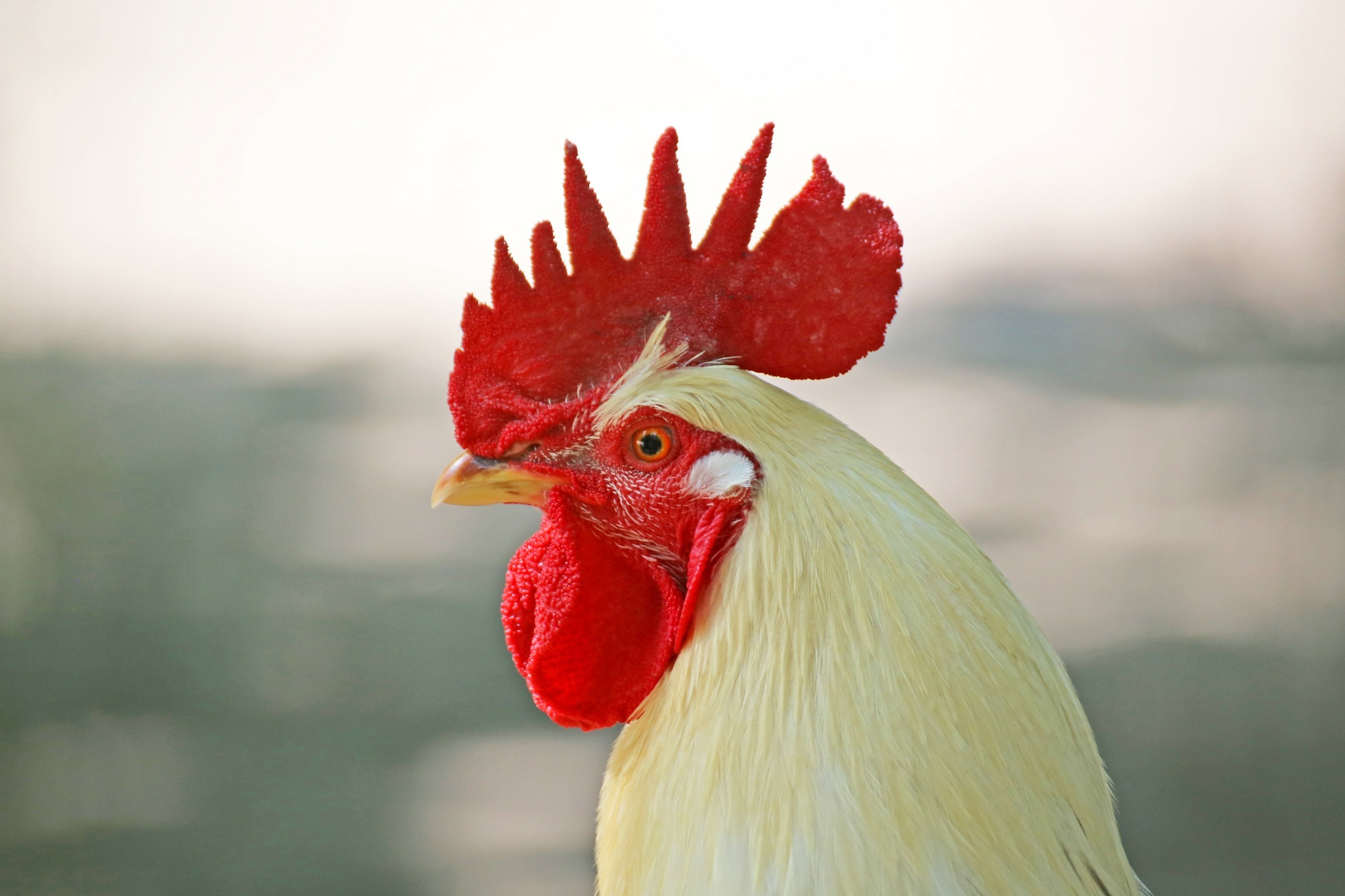 Chickens - Did You Know? The backside of a chicken's comb is called the ...