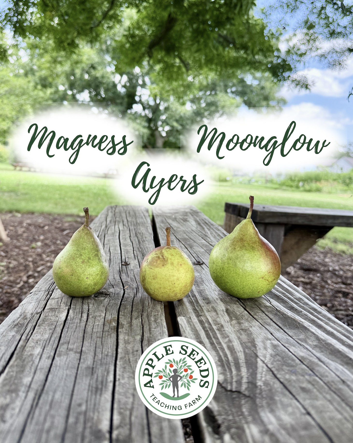 Apple - Take a look at three different types of pears growing on our ...