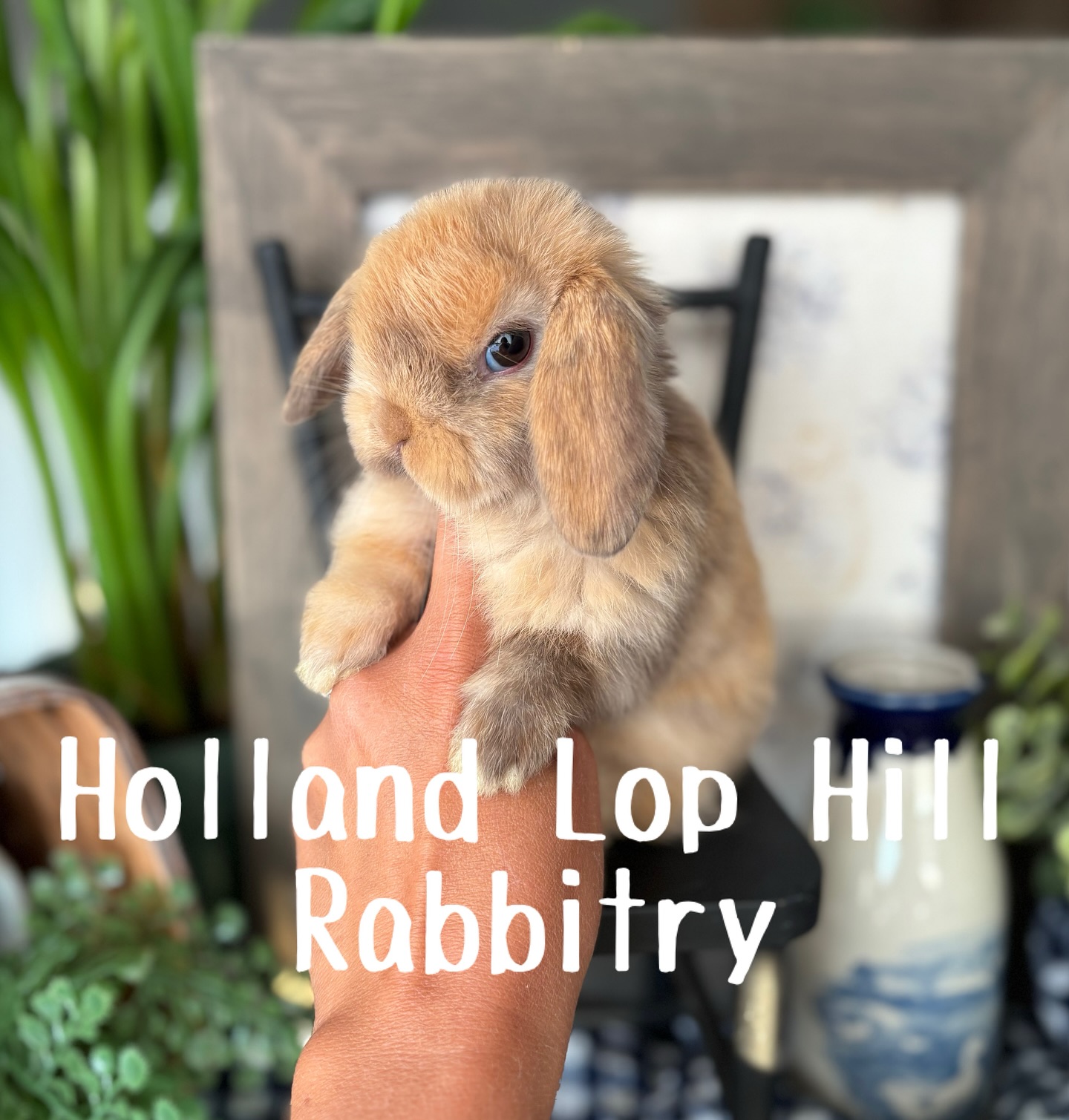 Holland Lop Hill Rabbitry | Shelley ID