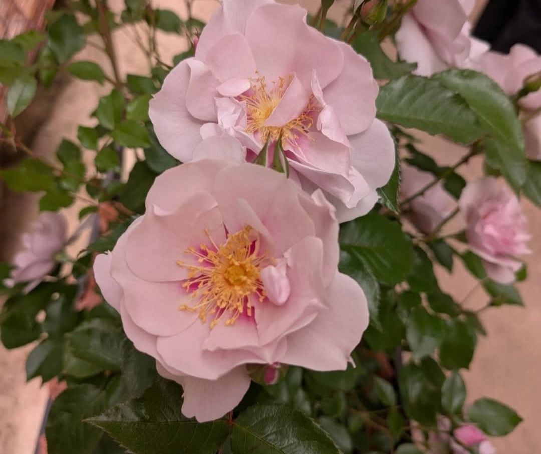 MON COEUR Bred by Takunori Kimura (Japan, before 2012). Introduced