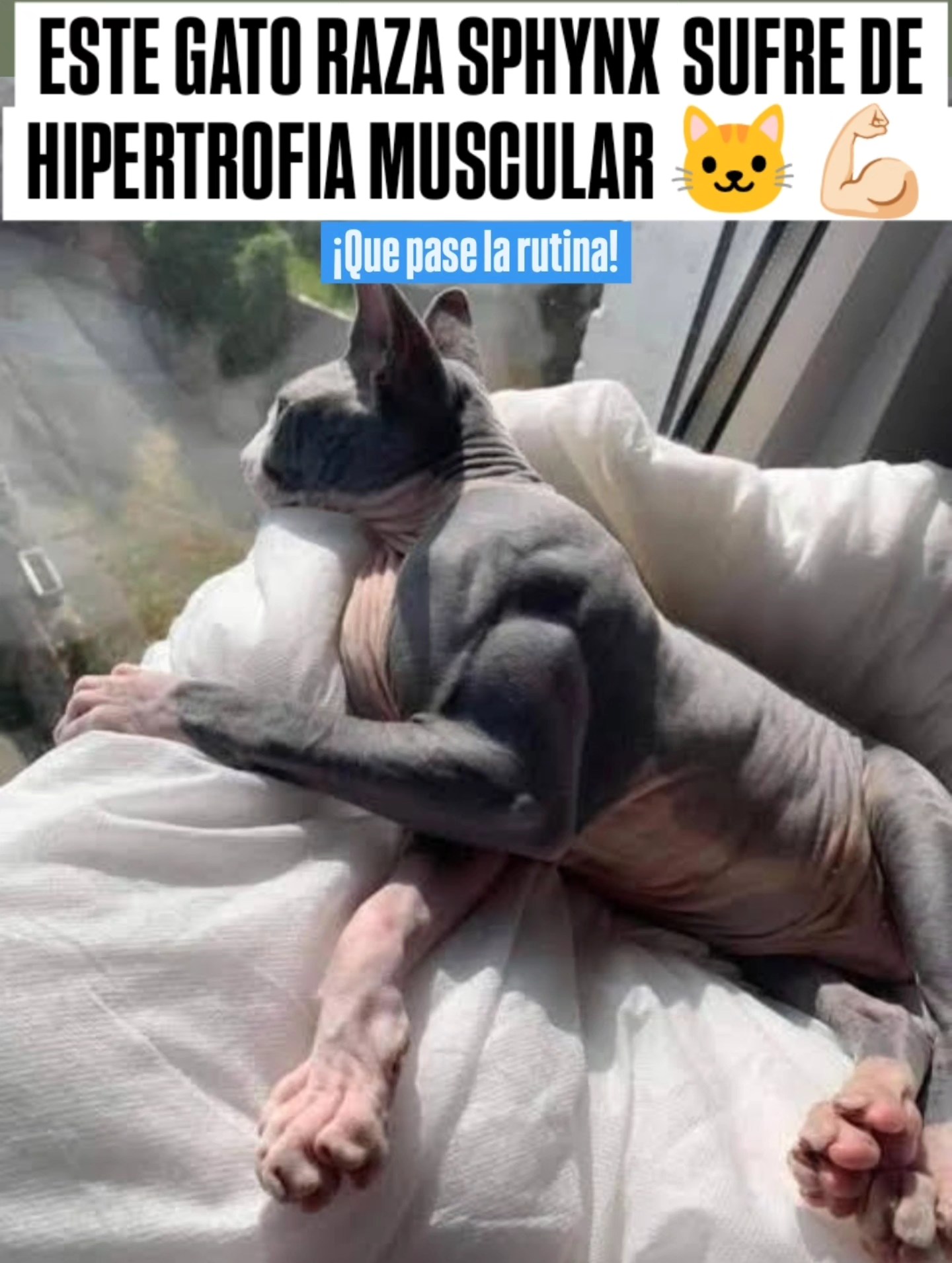 Ciencias - Los gatos de raza Sphynx (o gato esfinge) son conocidos por ...