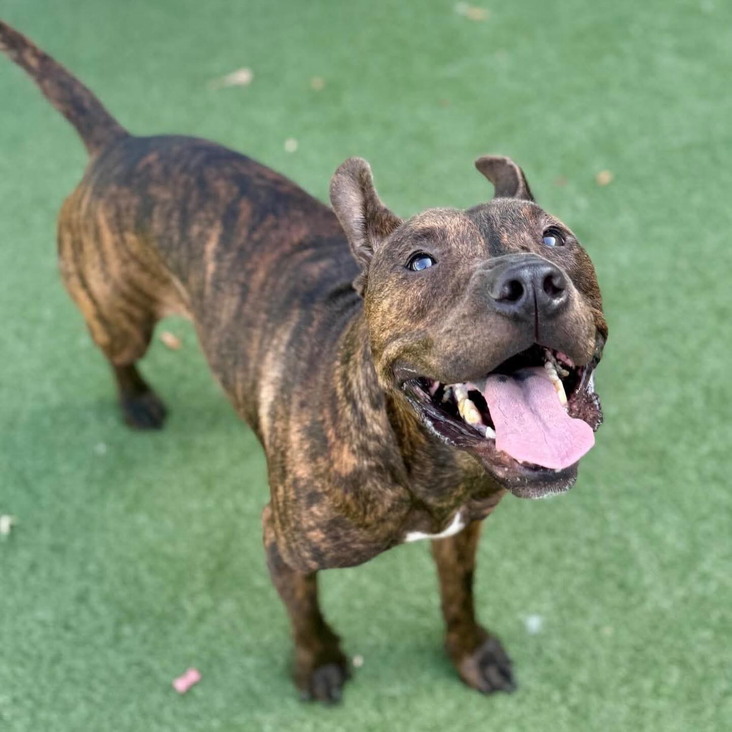 Meet Dozer Dan, a friendly pit bull mix for adoption