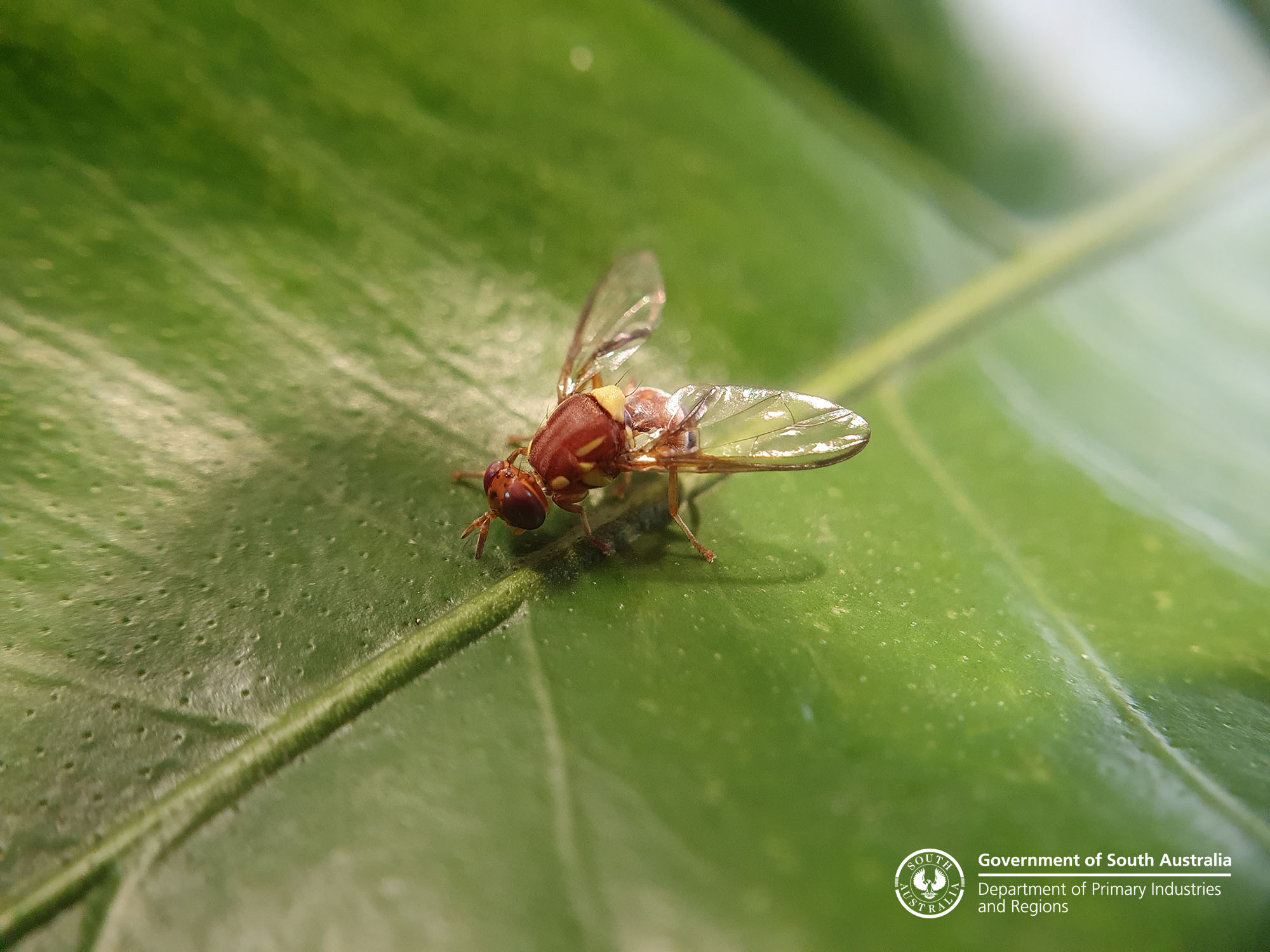 City - A large proportion of our Council area is now in a Fruit Fly Red ...