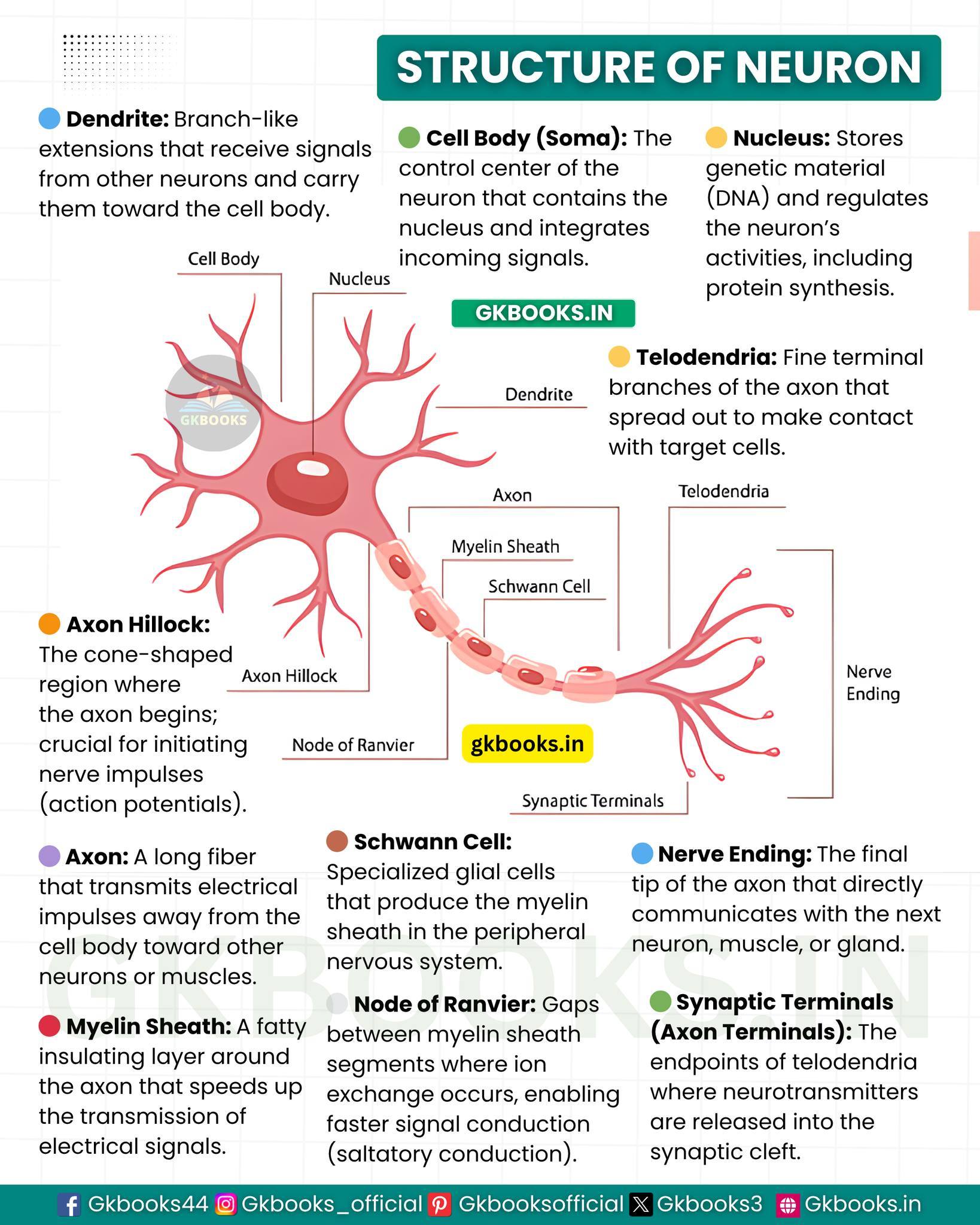 InfoPic Notes - Structure of Neuron 🔰 Dendrite ... | Facebook